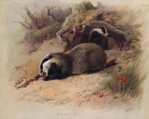 Tasso da Archibald Thorburn